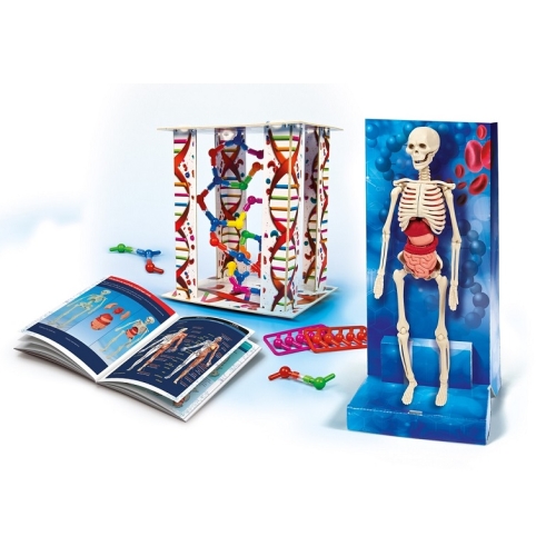 Ciało Ludzkie Clementoni 2490